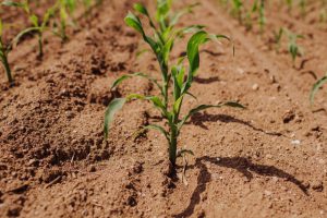 Maisanbau für erneuerbare Energien